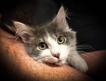 Arabella -  Domestic Medium Hair Cat for Adoption in Millcreek, Utah - Arabella | PetCurious