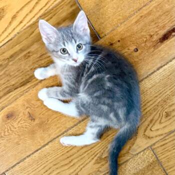Ziploc -  American Shorthair Cat for Adoption in Kansas City, Missouri - Ziploc | PetCurious