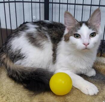 Domestic Medium Hair Cats Available for Adoption - Juno | PetCurious