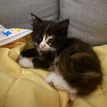 Domestic Long Hair Cats Available for Adoption in Long Beach, California - Ophelia | PetCurious
