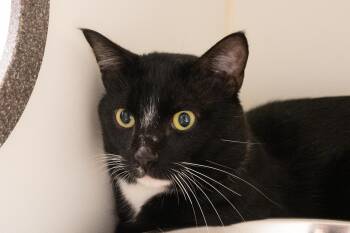 Nino -  Domestic Short Hair Cat for Adoption in Bellingham, Washington - Nino | PetCurious
