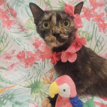 Rescue Domestic Short Hair Cats for Adoption in Tipton, Indiana - Jasmine | PetCurious