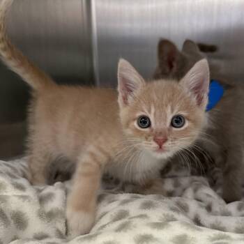 Ducky (bonded w/ Lyle) -  Domestic Short Hair Cat for Adoption in Oakland, California - Ducky (bonded W/ Lyle) | PetCurious