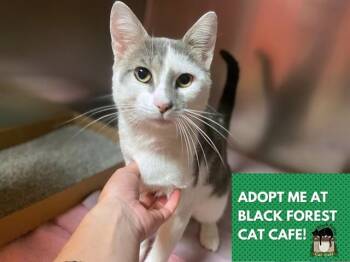 MAGIC -  Domestic Short Hair Cat for Adoption in Fort Wayne, Indiana - MAGIC | PetCurious