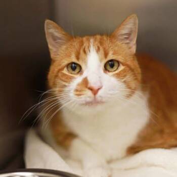 Rescue Domestic Short Hair Cats for Adoption in Atlanta, Georgia - Belfry | PetCurious