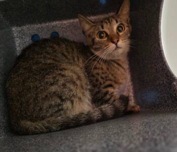 Domestic Short Hair Cats Available for Adoption in Rockport, Texas - Éowyn | PetCurious