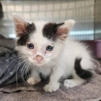 Sonic -  Domestic Short Hair Cat for Adoption in Midland, Texas - Sonic | PetCurious