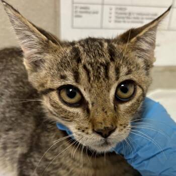 Dorothy -  Domestic Short Hair Cat for Adoption in Yuma, Arizona - Dorothy | PetCurious