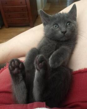 Rescue Domestic Short Hair Cats for Adoption in Warrington, Pennsylvania - Nickle | PetCurious