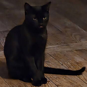 Rescue Domestic Short Hair Cats for Adoption in Winchendon, Massachusetts - Biscuit | PetCurious