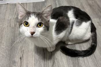 Chevy -  American Shorthair Cat for Adoption in Beach Park, Illinois - Chevy | PetCurious