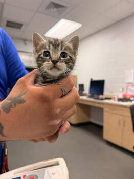 Domestic Short Hair Cats Available for Adoption in Corpus Christi, Texas - ROBIN | PetCurious