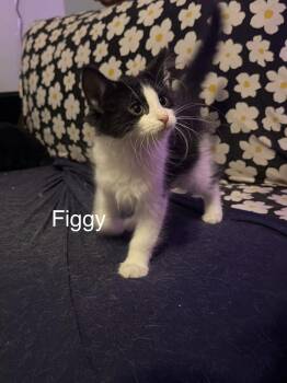 Figgy -  Domestic Long Hair Cat for Adoption in Bolivar, Missouri - Figgy | PetCurious