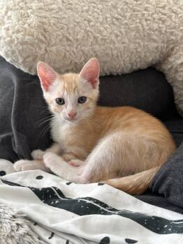 Rescue Domestic Short Hair Cats for Adoption in Bonsall, California - Star 4831 | PetCurious