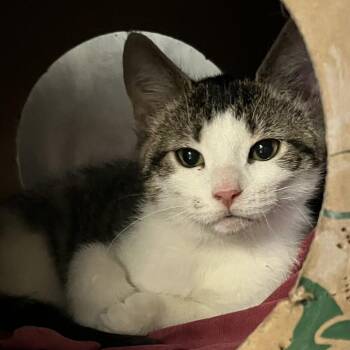 Napa -  Domestic Short Hair Cat for Adoption in Baltimore, Maryland - Napa | PetCurious