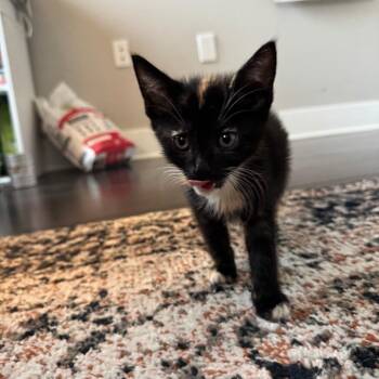 Pawlina -  Domestic Short Hair Cat for Adoption in Philadelphia, Pennsylvania - Pawlina | PetCurious
