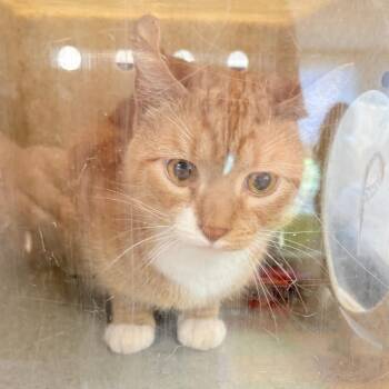 Domestic Short Hair Cats Available for Adoption in Philadelphia, Pennsylvania - Ballina | PetCurious