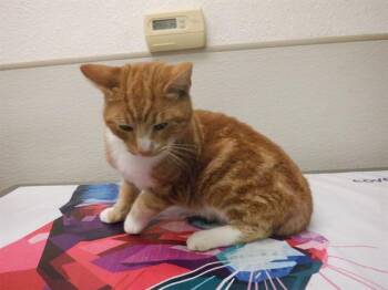 Domestic Short Hair Cats Available for Adoption - ROCKET | PetCurious