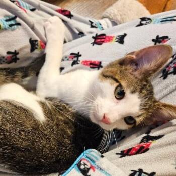 Tabby and Domestic Short Hair Cats Available for Adoption - Miney Baby | PetCurious
