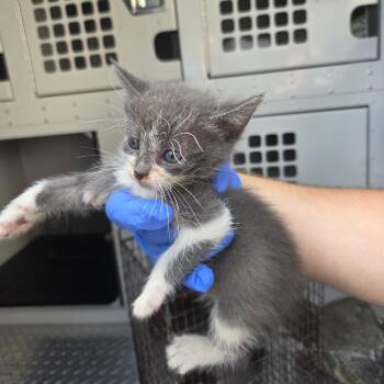 09/10/2026-Stray-54thSteet-1 -  Domestic Medium Hair Cat for Adoption in Columbus, Georgia - 09/10/2026-Stray-54thSteet-1 | PetCurious