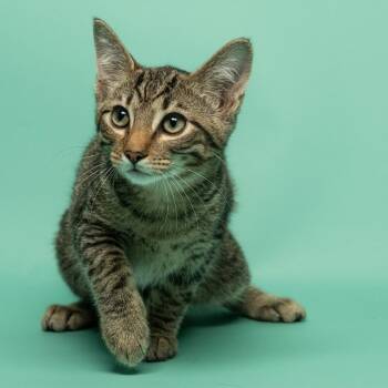 Apollo -  Domestic Short Hair Cat for Adoption in Tipton, Indiana - Apollo | PetCurious