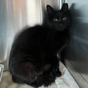 Domestic Medium Hair Cats Available for Adoption in Matteson, Illinois - Abigail | PetCurious