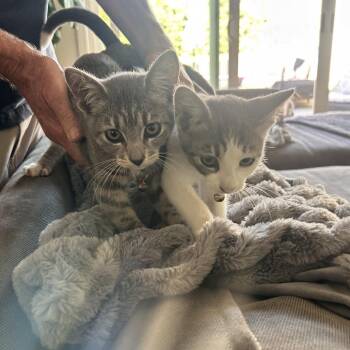 Bennie -  Domestic Short Hair Cat for Adoption in Long Beach, California - Bennie | PetCurious