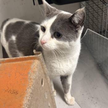 Domestic Short Hair Cats Available for Adoption - Belle | PetCurious