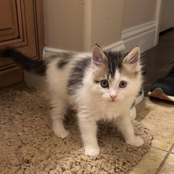 Wilbur -  Domestic Long Hair Cat for Adoption in Pleasanton, California - Wilbur | PetCurious