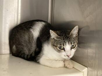 DOROTHY -  Domestic Short Hair Cat for Adoption in Tustin, California - DOROTHY | PetCurious