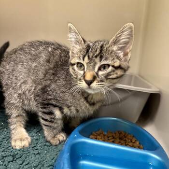 Sublime -  Domestic Short Hair Cat for Adoption in Durango, Colorado - Sublime | PetCurious