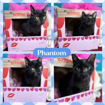 Rescue American Shorthair Cats for Adoption in Huntington, West Virginia - Phantom | PetCurious