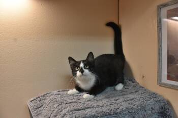 Munch -  Domestic Short Hair Cat for Adoption in North Judson, Indiana - Munch | PetCurious