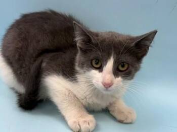 Margo -  Domestic Short Hair Cat for Adoption in Woodbury, Minnesota - Margo | PetCurious