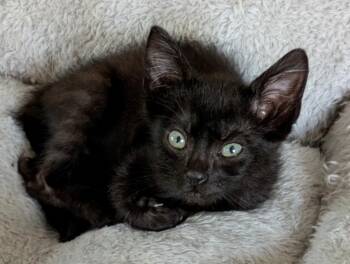 Butch -  Domestic Short Hair Cat Available for Adoption in The Woodlands, Texas - Butch | PetCurious