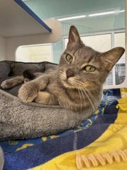 Bubbles -  Domestic Short Hair Cat for Adoption in Vero Beach, Florida - Bubbles | PetCurious