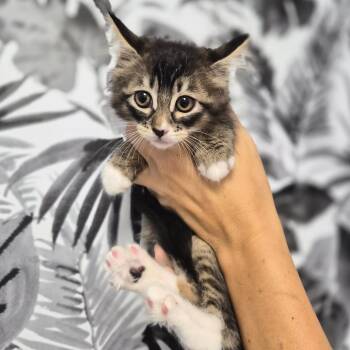 Chantarelle -  Domestic Long Hair Cat for Adoption in Wahiawa, Hawaii - Chantarelle | PetCurious