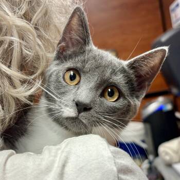 Mica -  Domestic Short Hair Cat for Adoption in Sonora, California - Mica | PetCurious