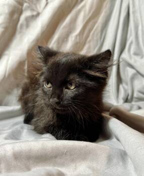 Sirius -  Domestic Medium Hair Cat for Adoption in San Tan Valley, Arizona - Sirius | PetCurious