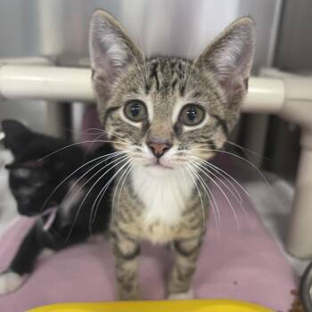 Sploot Splat -  Domestic Short Hair Cat for Adoption in Mentor, Ohio - Sploot Splat | PetCurious