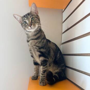 Pistachio -  Domestic Short Hair Cat for Adoption in Harrisonburg, Virginia - Pistachio | PetCurious