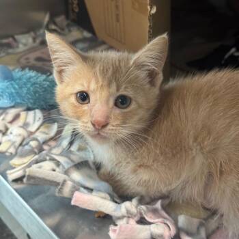 Keurig -  Domestic Short Hair Cat for Adoption in Dearborn, Michigan - Keurig | PetCurious