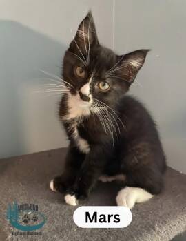 Mars -  Domestic Short Hair Cat for Adoption in Huntsville, Ontario - Mars | PetCurious