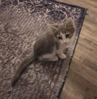 Scramble26 -  Domestic Medium Hair Cat for Adoption in Youngsville, North Carolina - Scramble26 | PetCurious