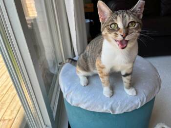 Lizzy -  Domestic Short Hair Cat for Adoption in Shakespeare, Ontario - Lizzy | PetCurious