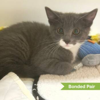 Queenie -  Domestic Short Hair Cat for Adoption in Reisterstown, Maryland - Queenie | PetCurious