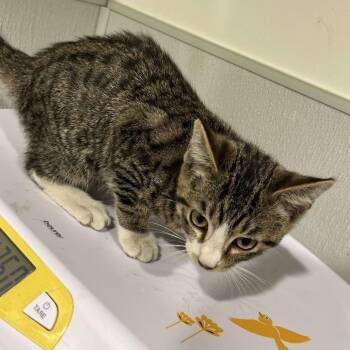 Domestic Short Hair Cats Available for Adoption in Tampa, Florida - Pickles | PetCurious