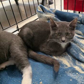 Rescue Domestic Short Hair Cats for Adoption in Spokane, Washington - Misty | PetCurious
