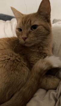 Domestic Short Hair and American Shorthair Cats Available for Adoption in Brainerd, Minnesota - Curry | PetCurious