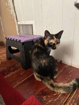 Collie cuties -  Domestic Short Hair Cat for Adoption in Trenton, New Jersey - Collie Cuties | PetCurious